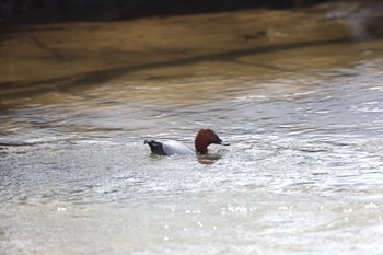 Common Pochard 奥日光 Sun, 3/31/2024