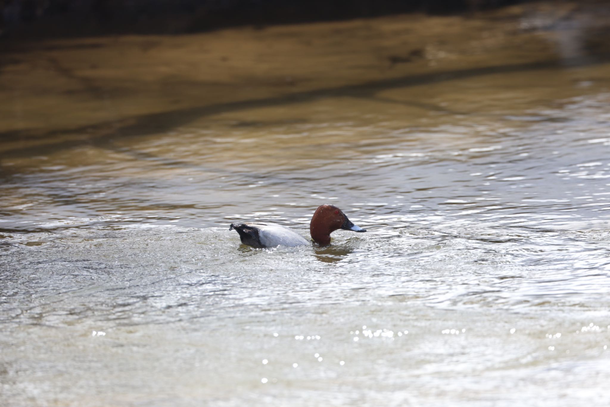 Common Pochard