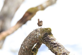 Eurasian Wren 奥日光 Sun, 3/31/2024