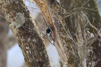 2024年3月31日(日) 奥日光の野鳥観察記録