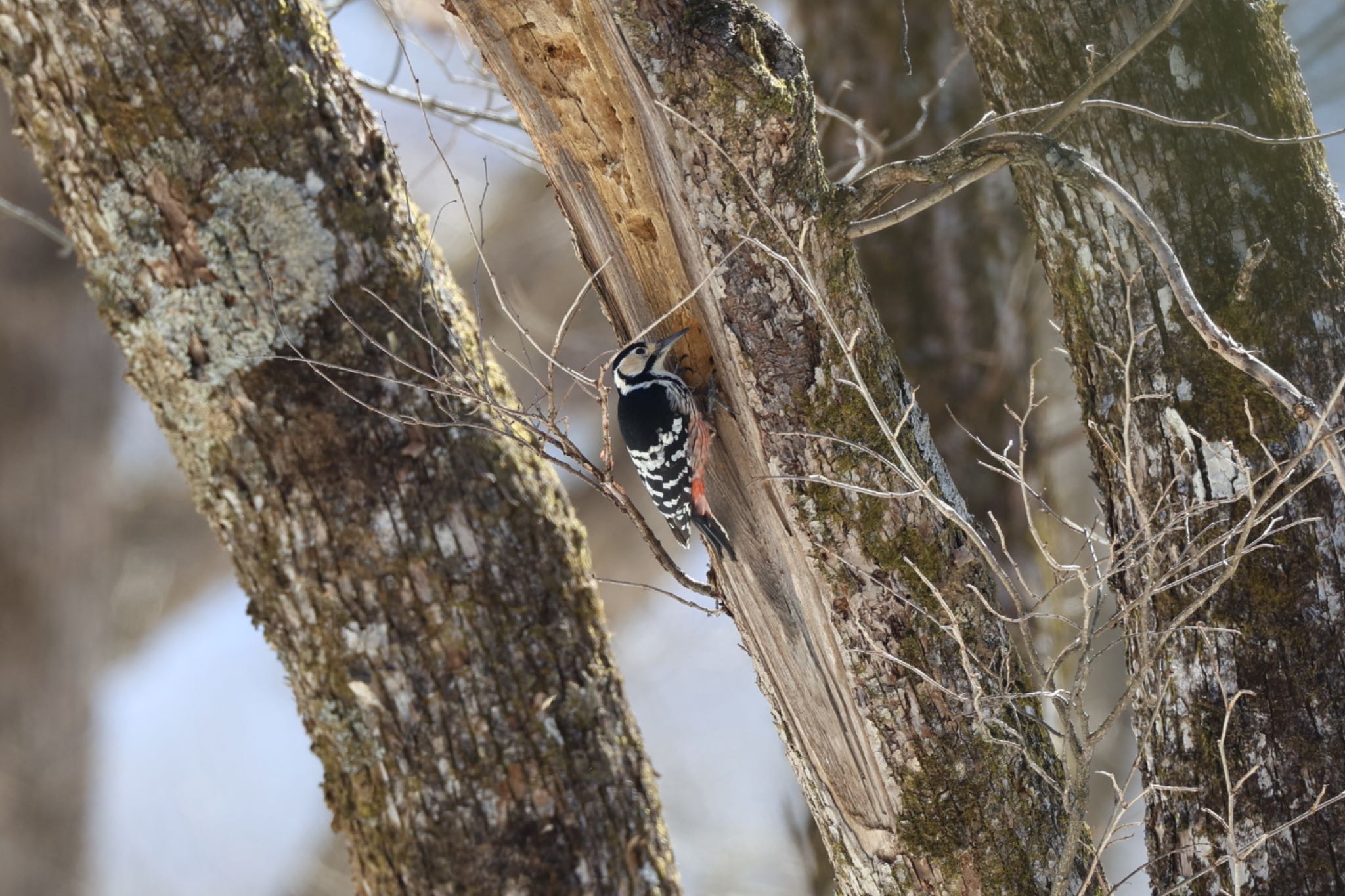 White-backed Woodpecker