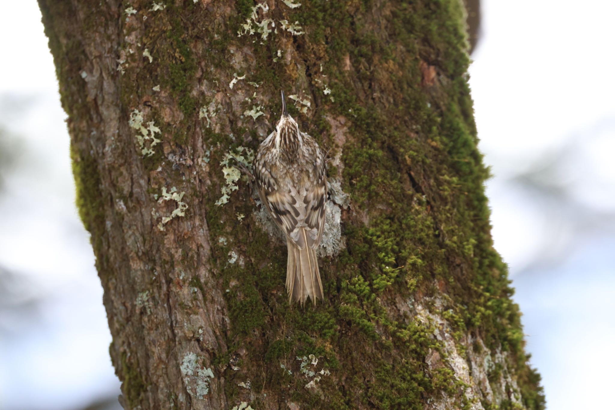 Eurasian Treecreeper