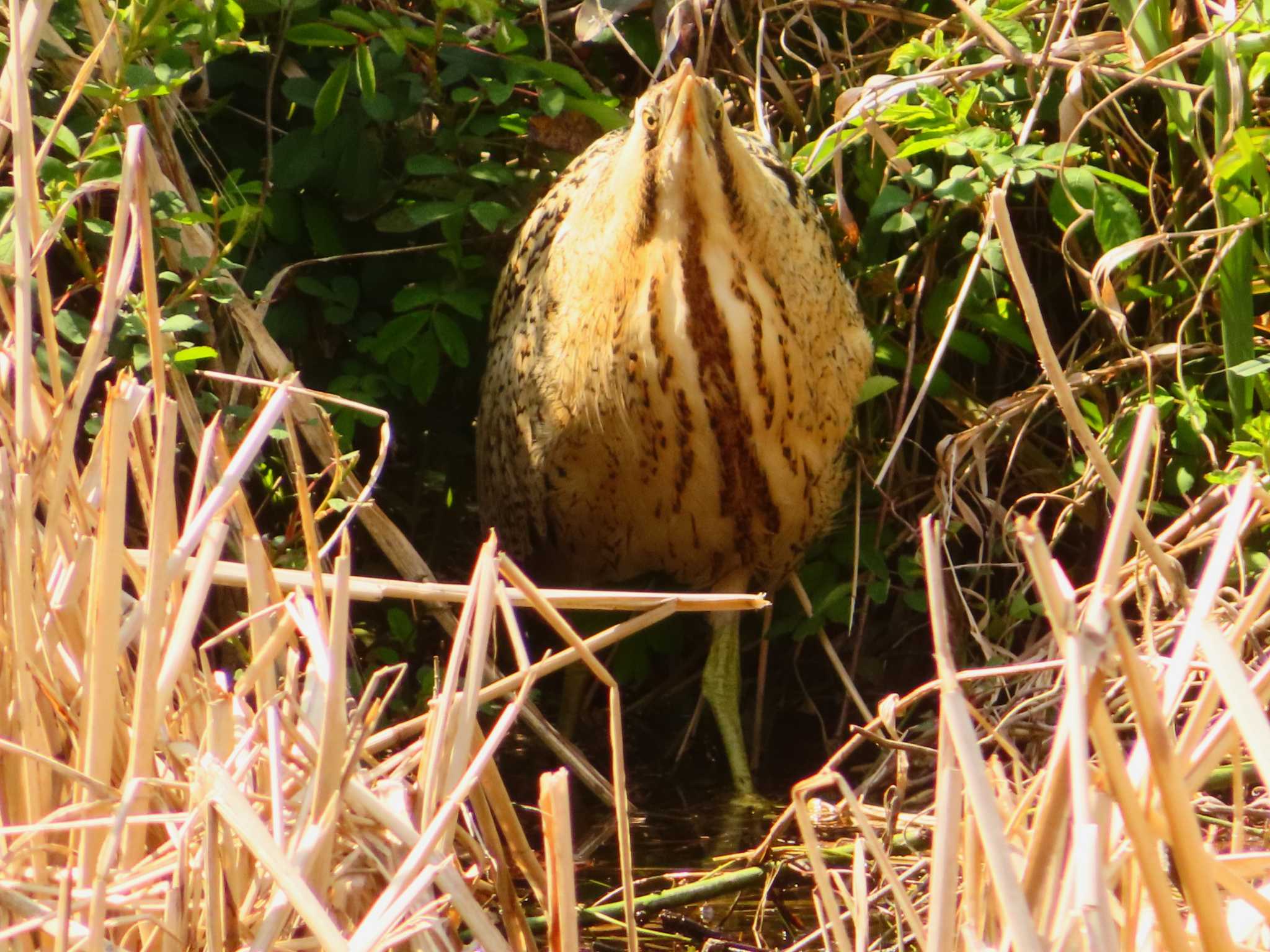 Photo of Eurasian Bittern at Oizumi Ryokuchi Park by ゆ