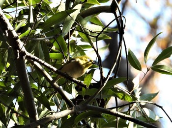 Warbling White-eye Ooaso Wild Bird Forest Park Mon, 12/17/2018