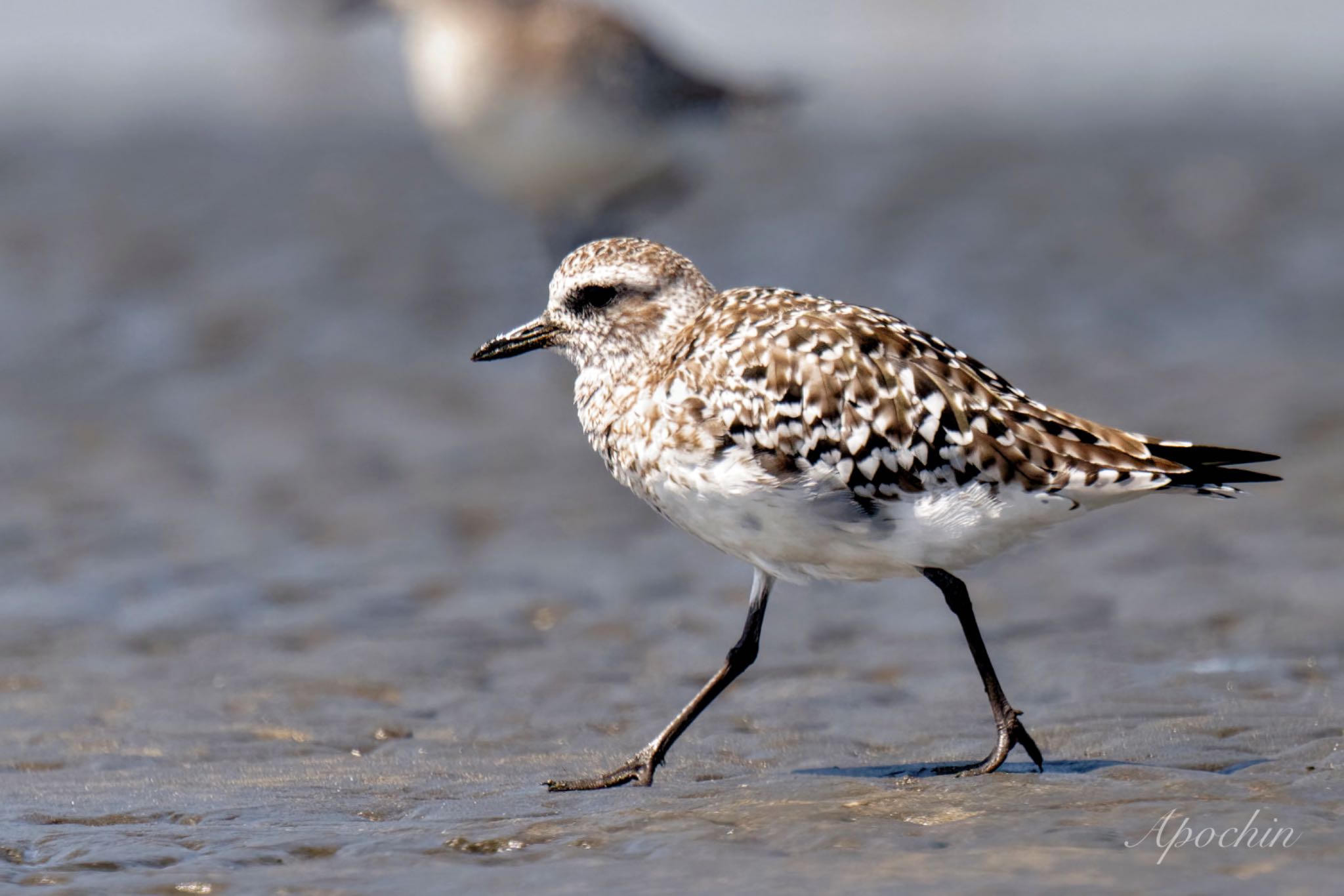 Photo of Grey Plover at Sambanze Tideland by アポちん