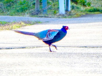 Green Pheasant 阿賀川(福島県) Sat, 3/30/2024