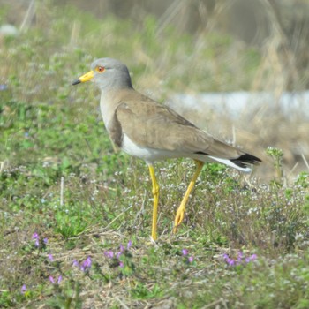 Grey-headed Lapwing 西の湖（滋賀県） Sat, 3/30/2024