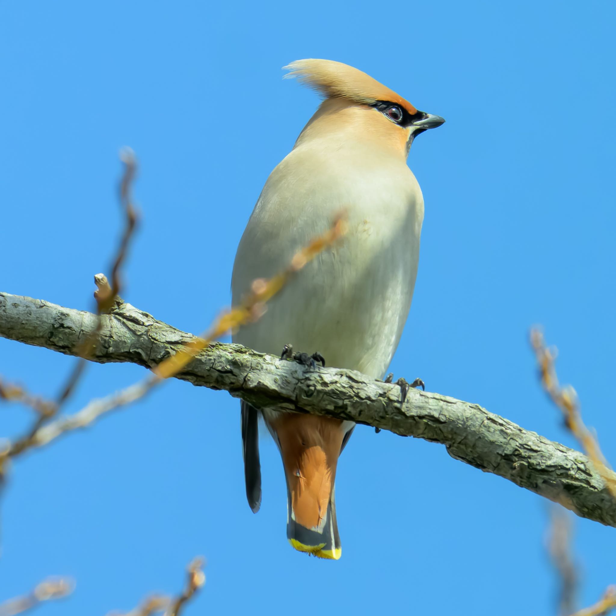 Photo of Bohemian Waxwing at 西の湖（滋賀県） by K.AKIYAMA