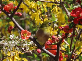 Warbling White-eye 泉の森公園 Sat, 3/30/2024