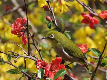 Warbling White-eye 泉の森公園 Sat, 3/30/2024