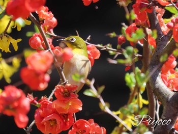 Warbling White-eye 泉の森公園 Sat, 3/30/2024