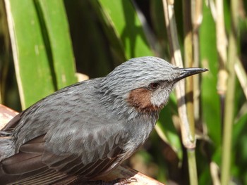 Brown-eared Bulbul Hattori Ryokuchi Park Sat, 3/30/2024