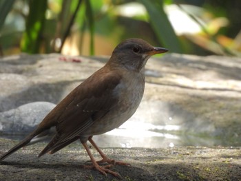 2024年3月31日(日) 井の頭公園の野鳥観察記録