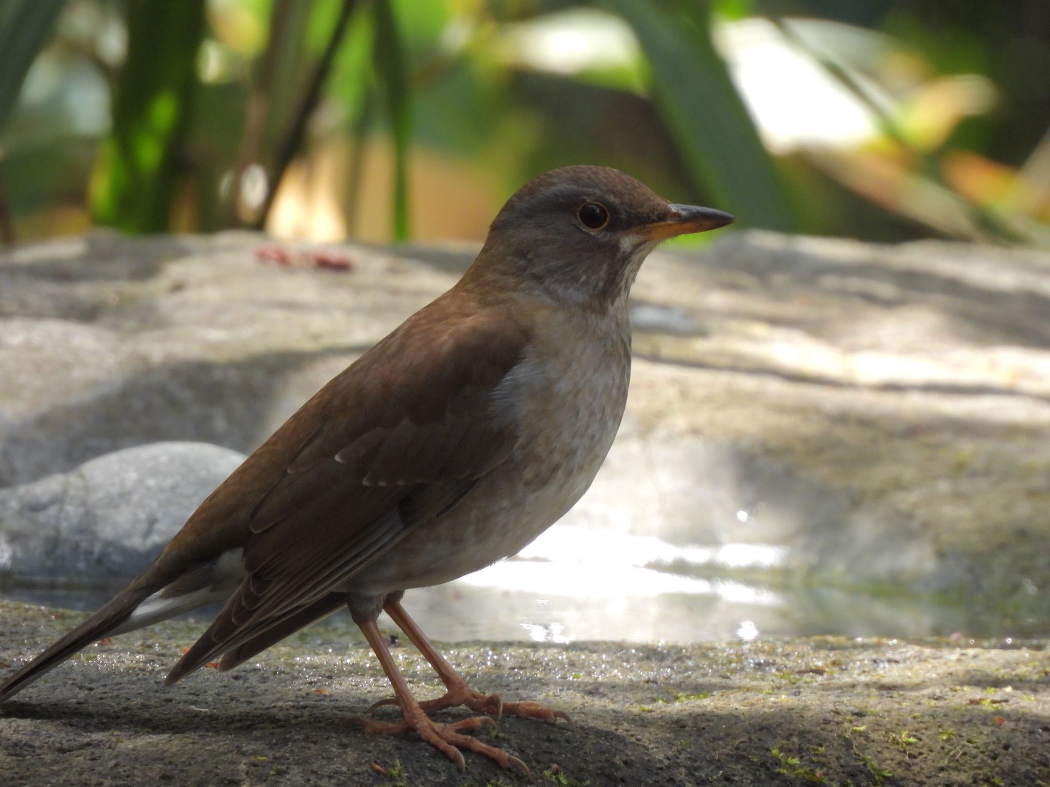 Pale Thrush