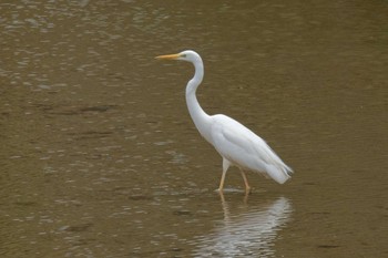 Great Egret 京都府 Sun, 3/31/2024