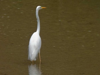 Great Egret 京都府 Sun, 3/31/2024