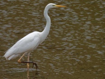 Great Egret 京都府 Sun, 3/31/2024