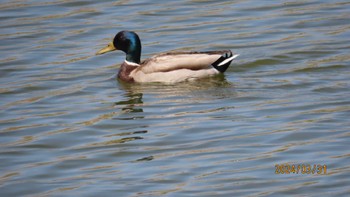 マガモ 葛西臨海公園 2024年3月31日(日)