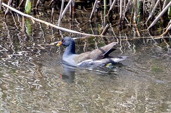 Common Moorhen 黒目川 Sun, 3/31/2024