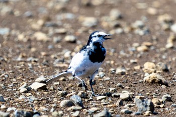 White Wagtail 黒目川 Sun, 3/31/2024