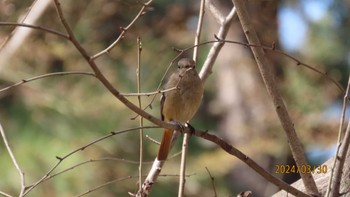 Daurian Redstart Imperial Palace Sat, 3/30/2024