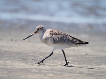 Bar-tailed Godwit Sambanze Tideland Sun, 3/31/2024