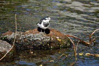 Japanese Wagtail 中郷温水池(三島市) Sat, 3/30/2024