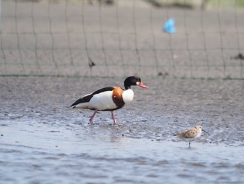 ツクシガモ ふなばし三番瀬海浜公園 2024年3月31日(日)