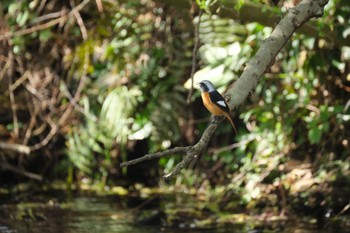 Daurian Redstart 中郷温水池(三島市) Sat, 3/30/2024