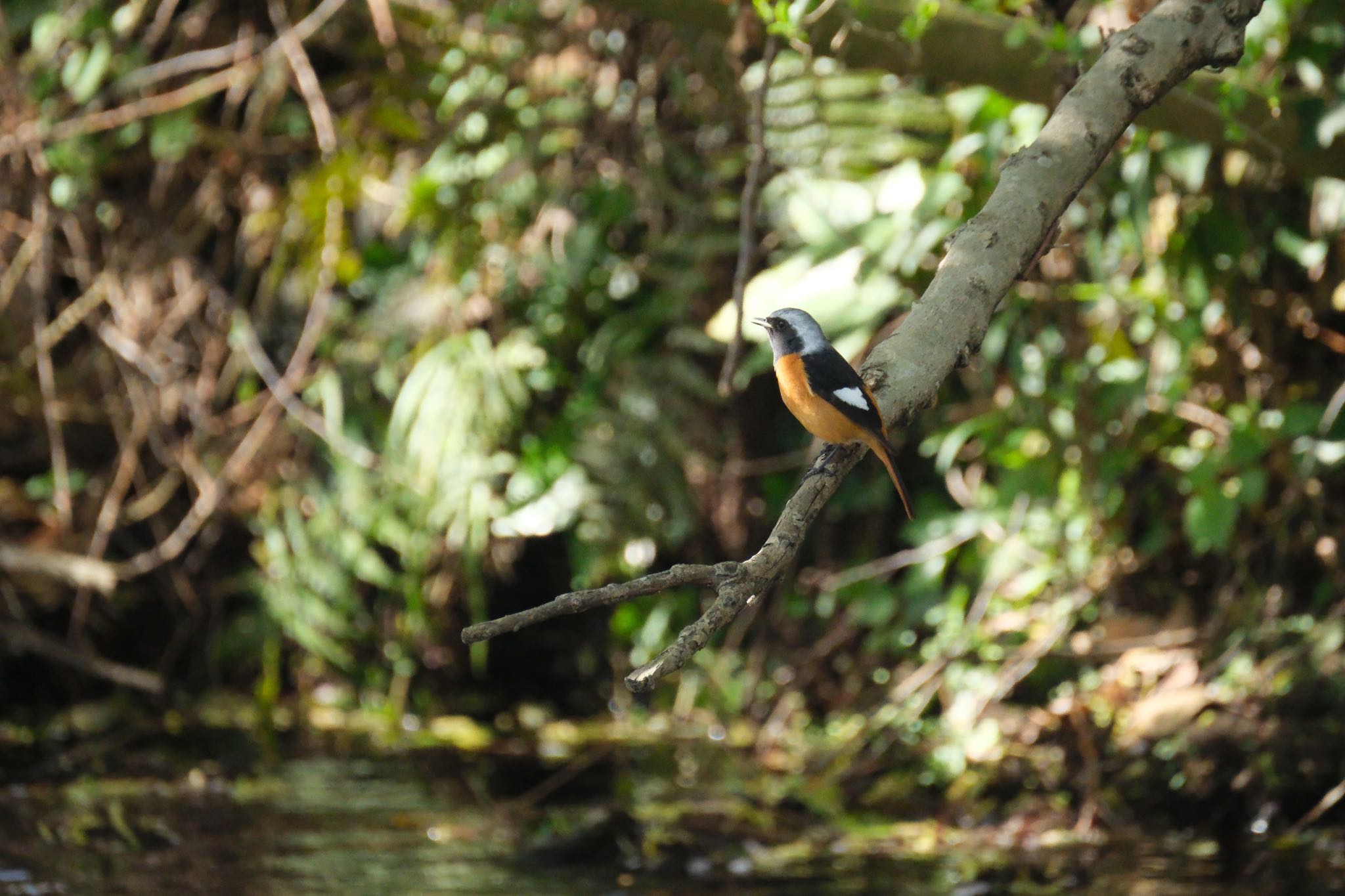 Photo of Daurian Redstart at 中郷温水池(三島市) by ポン介