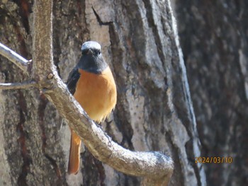 Daurian Redstart Imperial Palace Sun, 3/10/2024