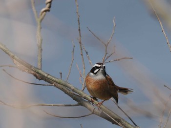 Meadow Bunting North Inba Swamp Sun, 3/31/2024