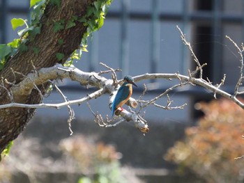 カワセミ 野川 2024年3月31日(日)