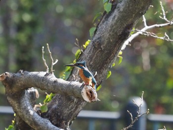 Common Kingfisher Nogawa Sun, 3/31/2024