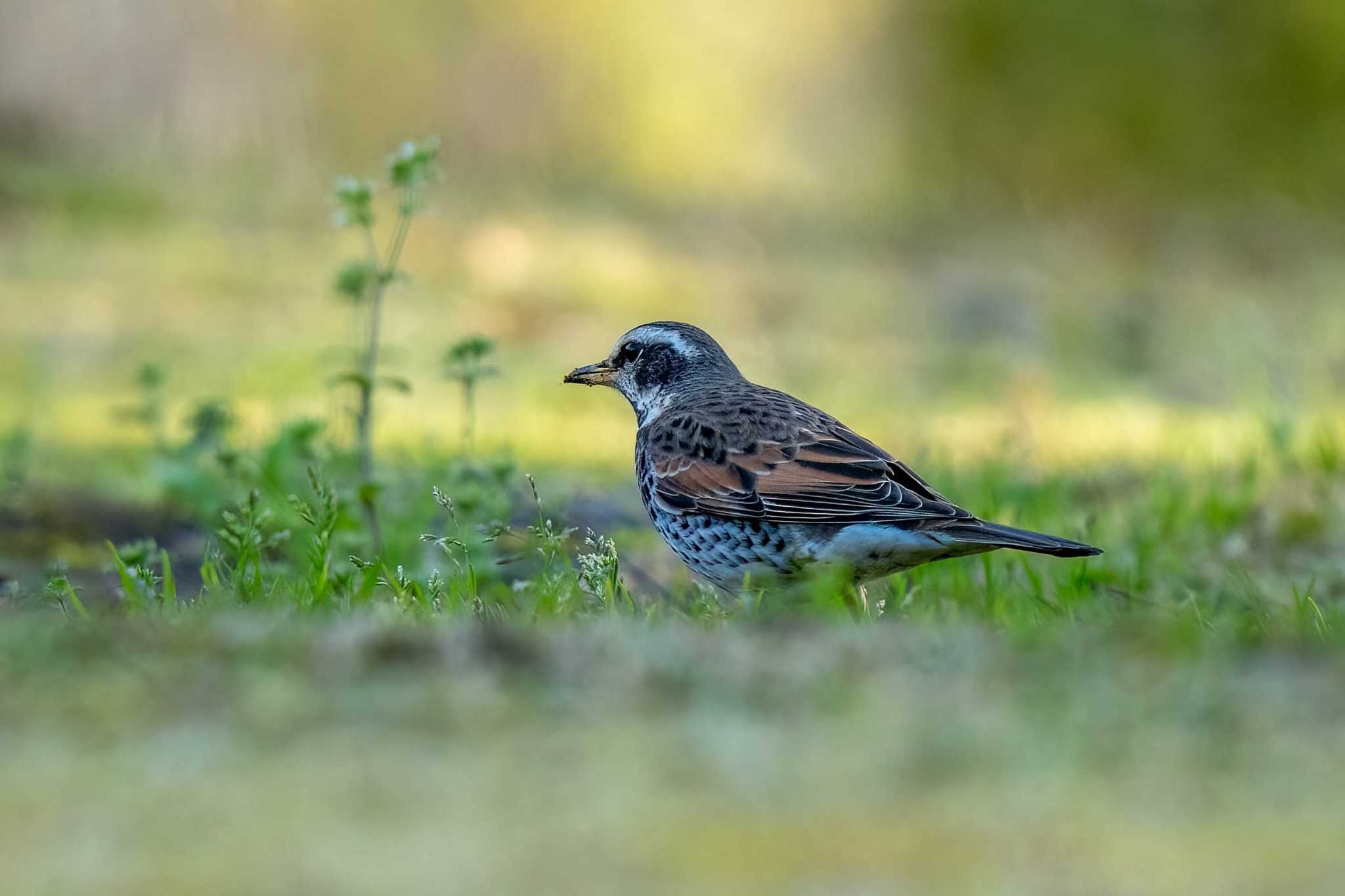 Photo of Dusky Thrush at 洲原公園 by porco nero