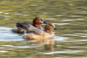 Little Grebe 洲原公園 Sun, 3/31/2024