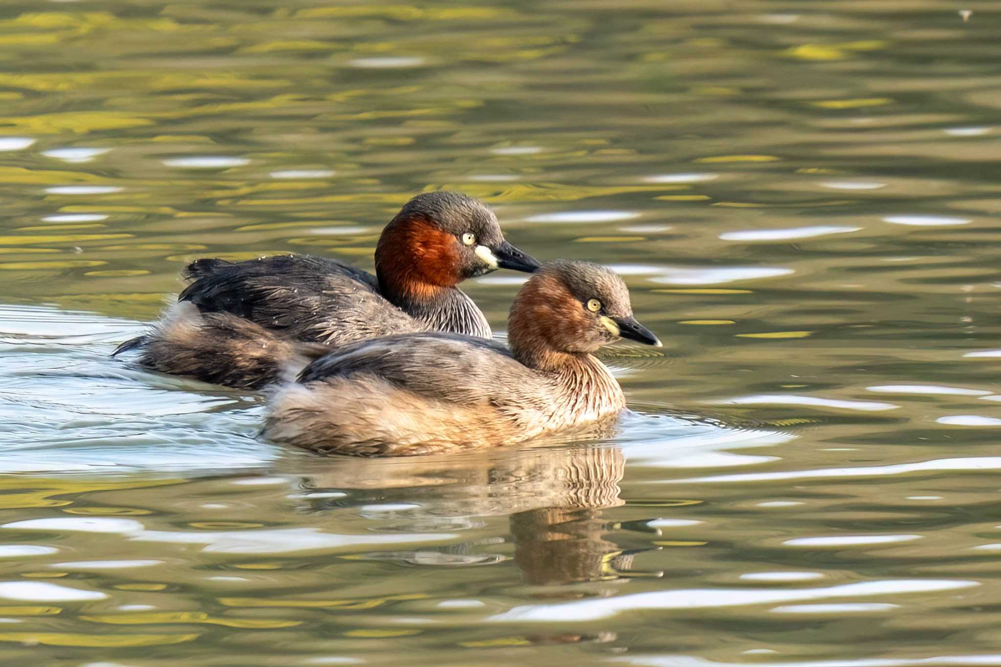 Photo of Little Grebe at 洲原公園 by porco nero