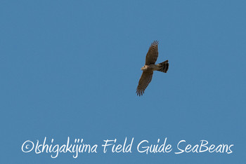 ハイタカ 石垣島 2018年12月18日(火)