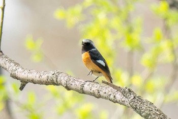 Daurian Redstart 初音川ビオトープ(愛知県 豊田市) Sun, 3/31/2024