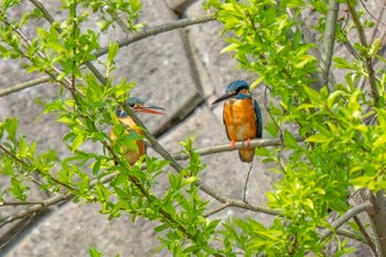 2024年3月31日(日) 初音川ビオトープ(愛知県 豊田市)の野鳥観察記録