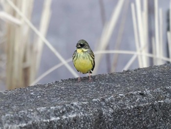 Masked Bunting North Inba Swamp Sun, 3/31/2024