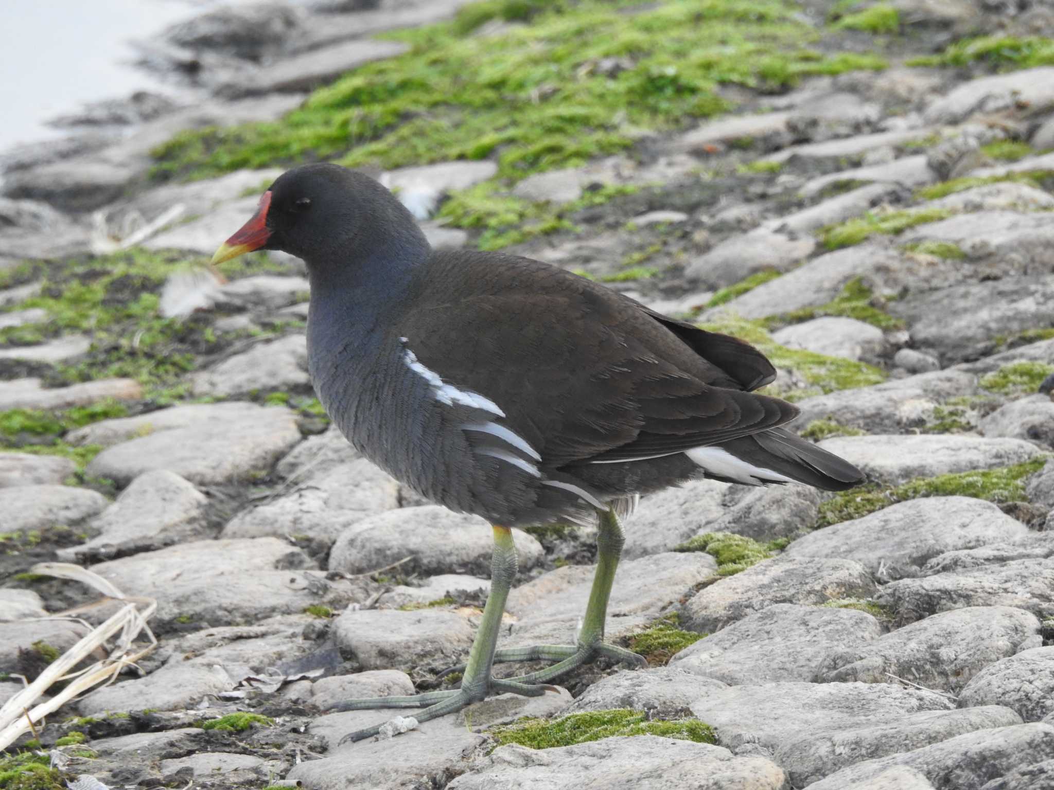 Photo of Common Moorhen at  by H U ～