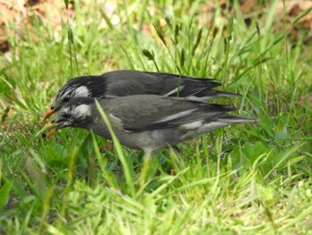 White-cheeked Starling Unknown Spots Sun, 3/31/2024