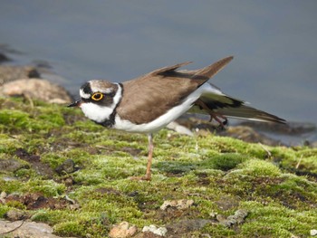 Little Ringed Plover Unknown Spots Sun, 3/31/2024