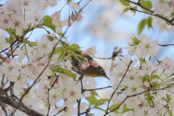 メジロ 道保川公園 2024年3月31日(日)