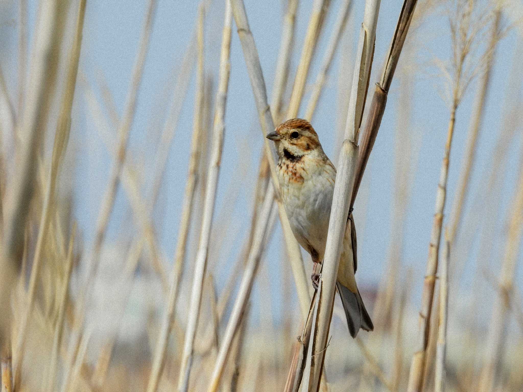 Common Reed Bunting