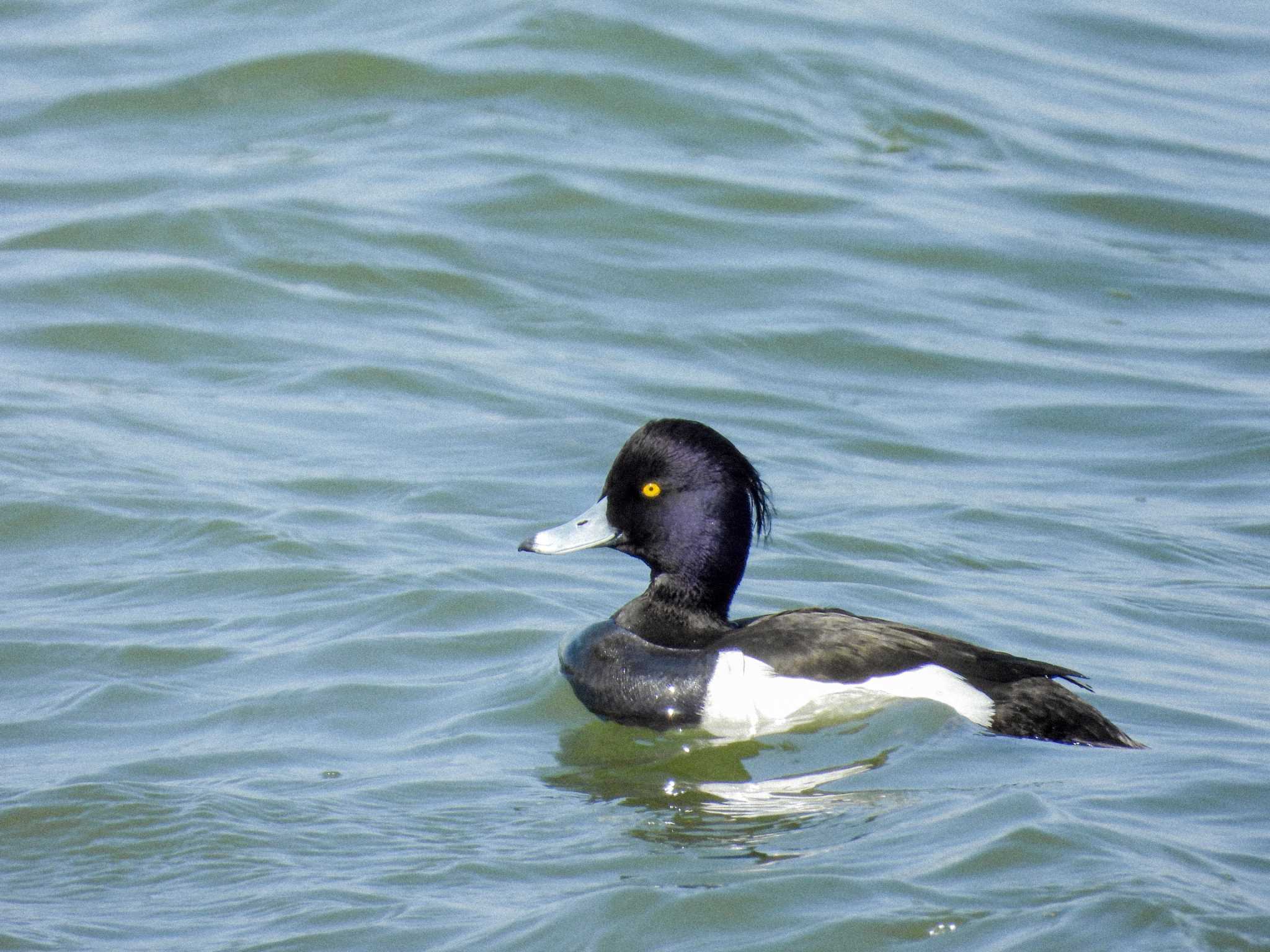 Tufted Duck