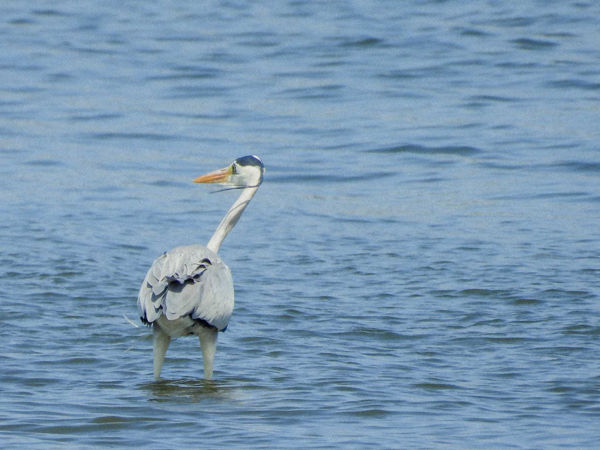 Grey Heron