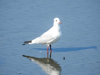 Sun, 3/31/2024 Birding report at 多摩川河口