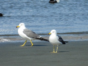 Black-tailed Gull 多摩川河口 Sun, 3/31/2024